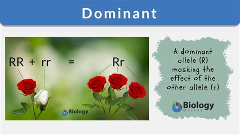 porno dominant|dominant Search